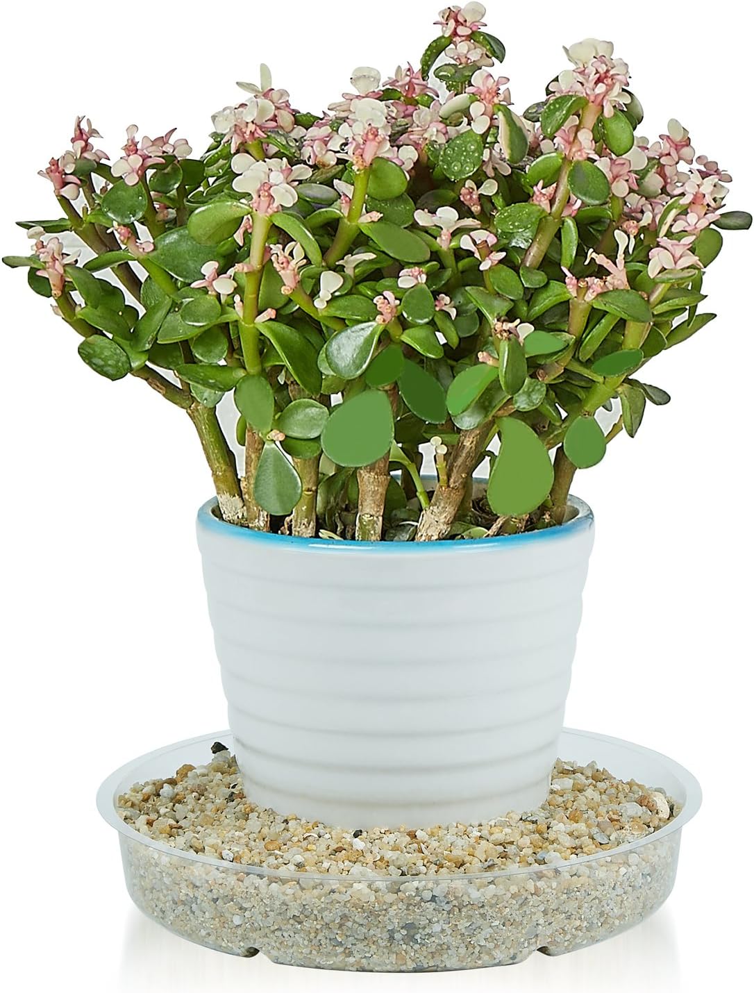 10 Pieces of 6 Inch Clear Plastic Plant Saucer Drip Trays for pots (6 inch) : Garden & Outdoor