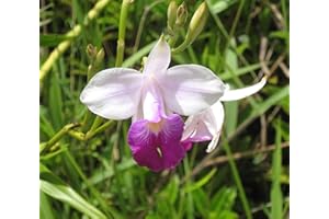 Bamboo Orchid Arundina Graminifolia Roots 1 Pack (2 Roots) Rv34 Discount Hawaiian Gifts