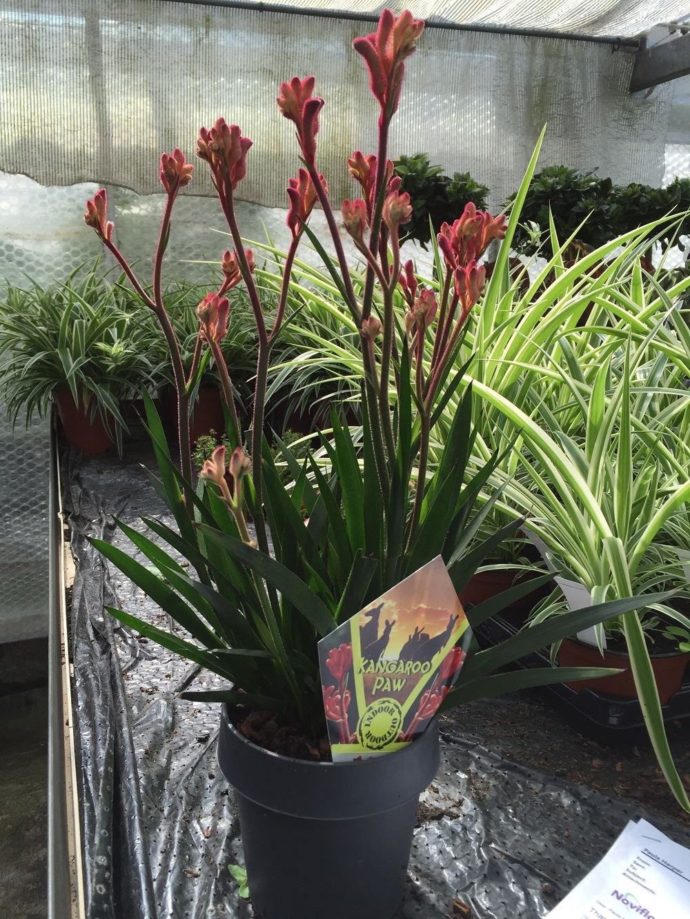 Anigozanthos flavidus RED Plant in a 14cm Pot. Kangaroo Paw House Plant