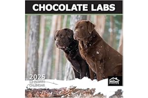 MICASA PRESS - Chocolate Labs 2025 Wall Calendar 12 Month | 12" x 24" Open | Thick & Sturdy Paper | Giftable | Dog Calendar 2025
