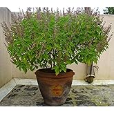 Holy Basil Seeds Tulsi Ornamental Non GMO Heirloom for Planting Organic Non GMO 250 Seeds