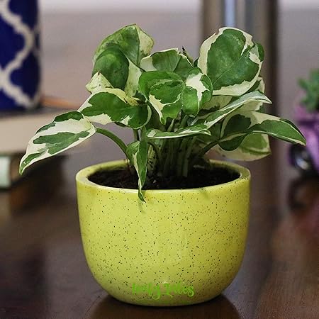 Leafy Tales White Money Plant Air Purifier Live Plant in Yellow Urn Ceramic Pot (Njoy Scindaspus) | Home Indoor Plant