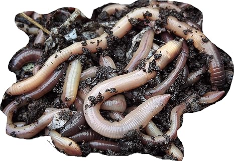 bait worms