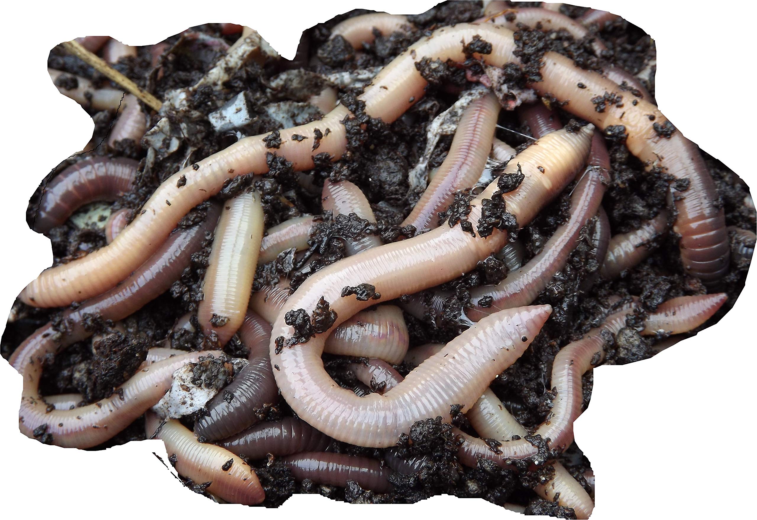 Buy live earthworms Clearance