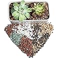 Bonsai Succulent Soil Potting Mix Ready to use Azalea Orchid Grow Potting Soil Plant Decorative Cover for Cactus 2.2LB Perlite Pumice Lava Rocks for Plants