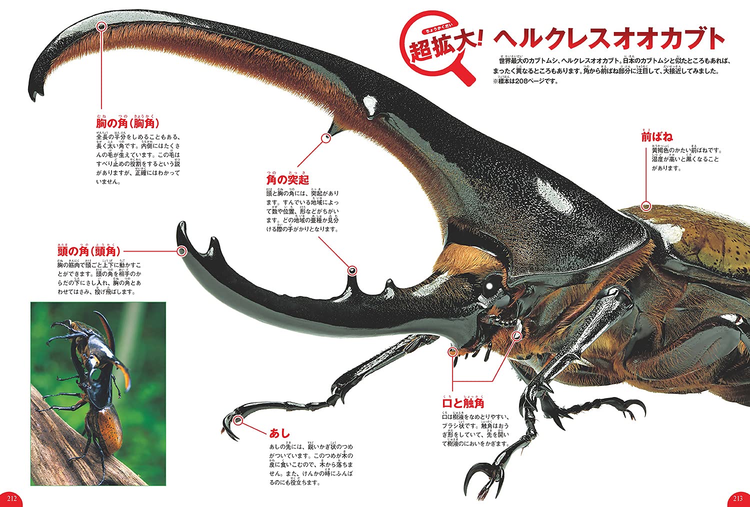 お年玉セール特価 B65 118 学研の図鑑 昆虫 学習研究社 Www Associazioneculturaleinasia It