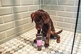 Animology Flea & Tick Dog Shampoo 250ml with Neem & Tea Tree Oil view 6