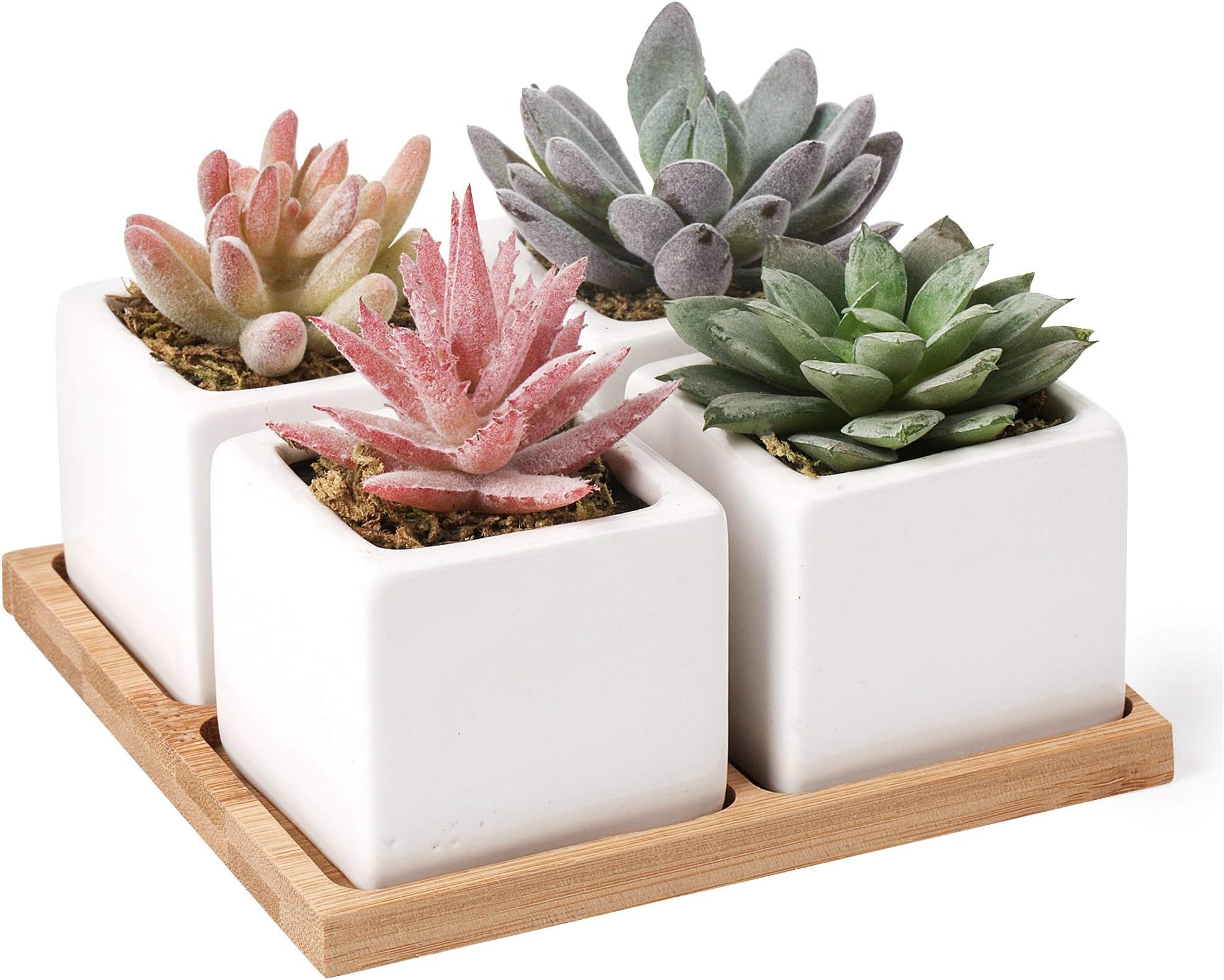 Artificial Succulent Plants Potted - Fake Succulents - Set of 4 - Faux Plants