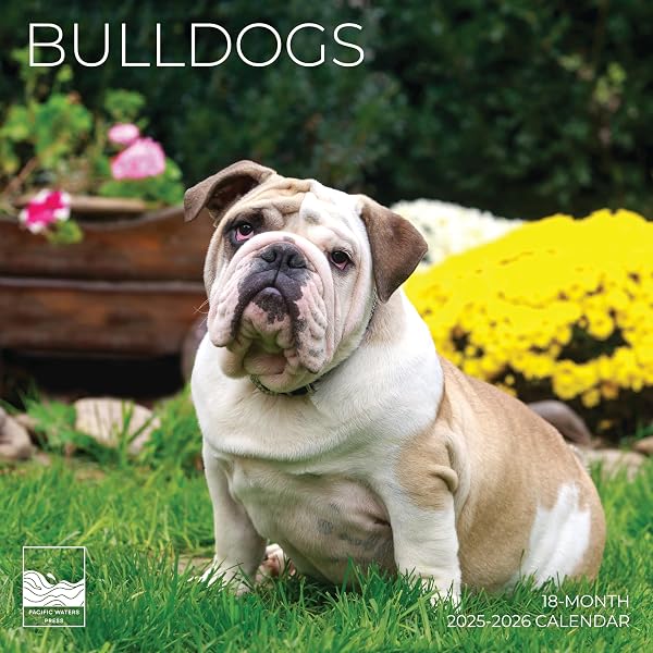 Bulldog 2025 Square Wall Calendar | 12-Month Dog Breed Calendar With Adorable Puppy Photos