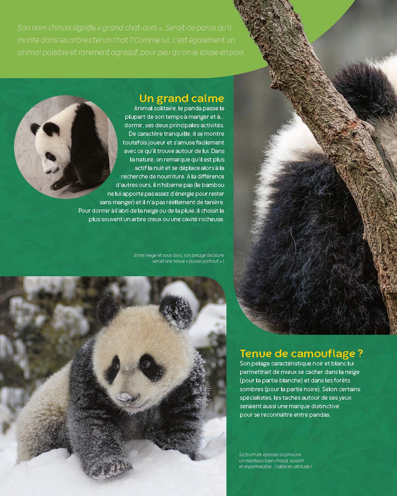 Les Pandas La Grande Imagerie French Edition Redoules Stephanie Amazon Com Books