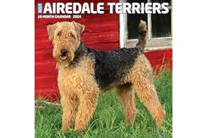 Willow Creek Press Airedale Terriers Monthly 2024 Wall Calendar (12" x 12")