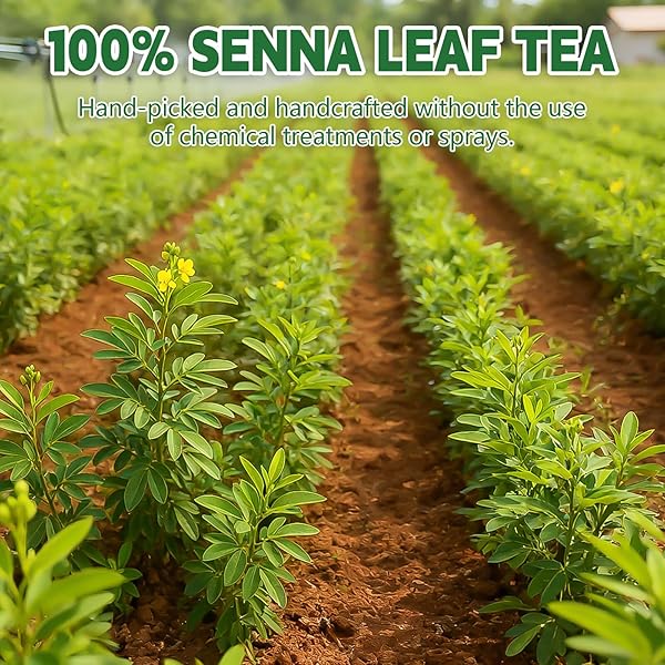 SENNA TEA BAGS, 50 TEABAGS, 3G/BAG, MADE WITH 100% NATURAL SENNA LEAVES. CAFFEINE-FREE | SUGAR-FREE | GLUTEN-FREE | VEGAN. ECO-FRIENDLY TEA BAGS