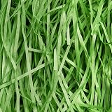 JeeMooTown 500g Green Shredded Tissue Paper Gift Box Filler