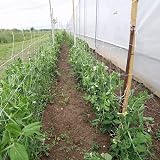 KAHEIGN Plant Trellis Netting 1.8m x 10m Nylon Garden Netting White 15cm Grid view 6