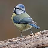 Copdock Mill Wild Bird Seed & Grain Mix 20kg High Energy All Year view 7