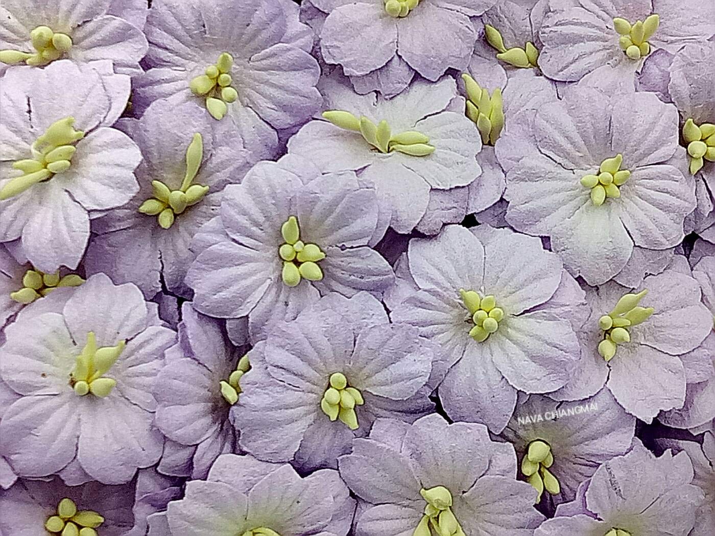 無料発送 Nava Chiangmai Sakura桜桑紙花 No Wire Stem クラフト花 人工花 スクラップブック紙花 装飾花のcrafts パープル Cbf3 B07byshyhl パープル 造花 Wwmp Org Za