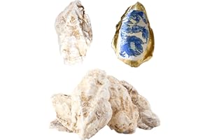 LETRAVAGANCE 10Pcs Extra Large Oyster Shells for Crafts （ 5"-6"）, Oyster Shell for Crafting、Painting、Wedding、Christmas、Beach Theme Decor， and Clean、Odor-Free Sea Shells for Crafting (10)