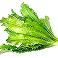 KVITER 500 Culantro Seeds (Eryngium Foetidum) – Semillas de Culantro/Mexican Coriander Seeds/Recao/Chadon Beni Heirloom Seeds Non GMO Organic – Herb Seeds for Planting Outdoors & Indoor Garden