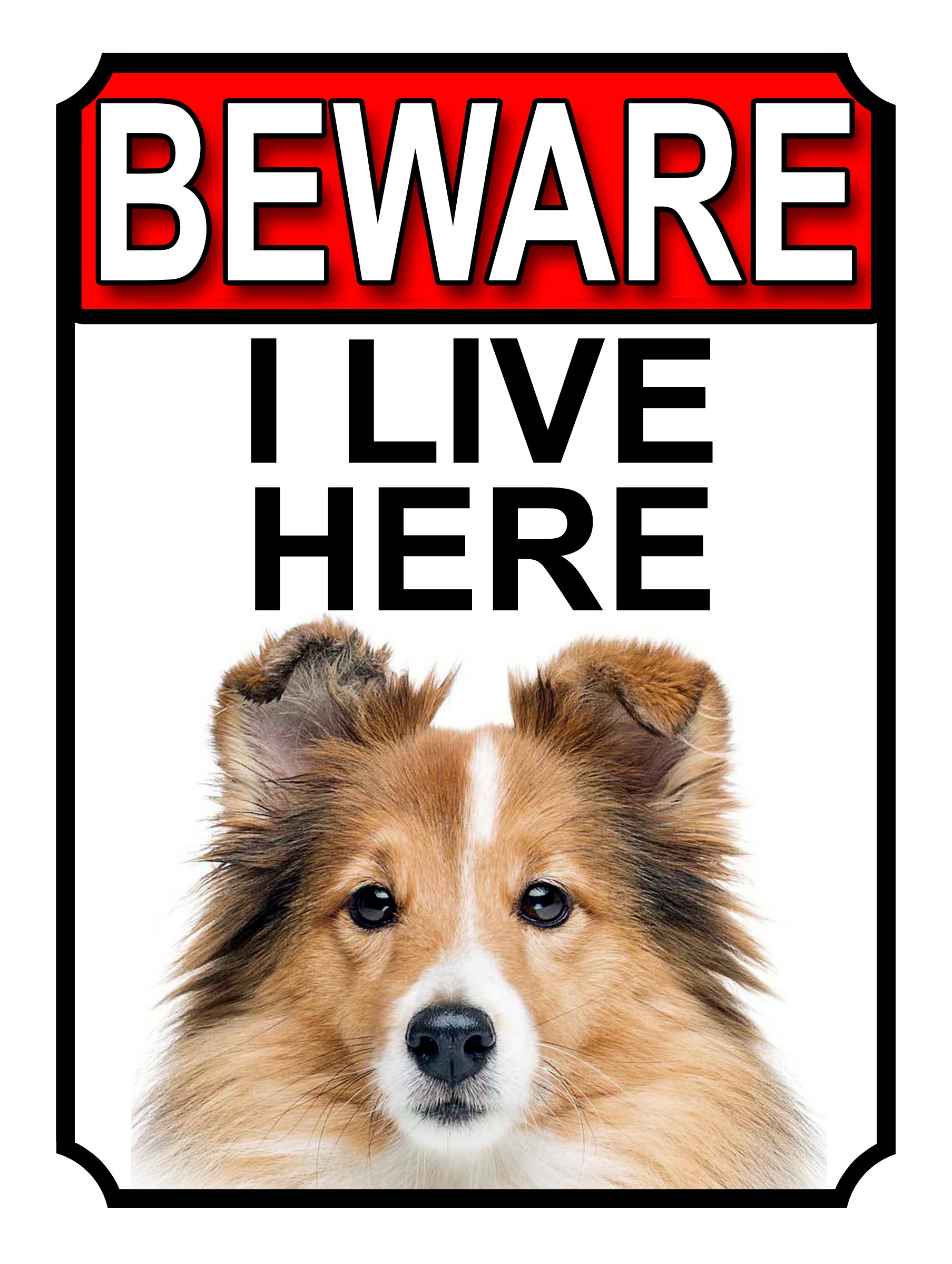 BEWARE I LIVE HERE METAL GATE SIGN SHETLAND SHEEPDOG 200MM X 10MM (1083H1)