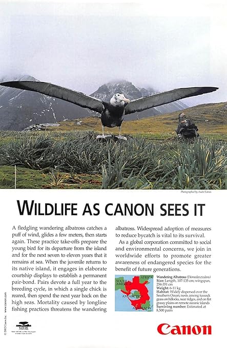 Amazoncom Print Ad 2002 Canon A Fledgling Wandering