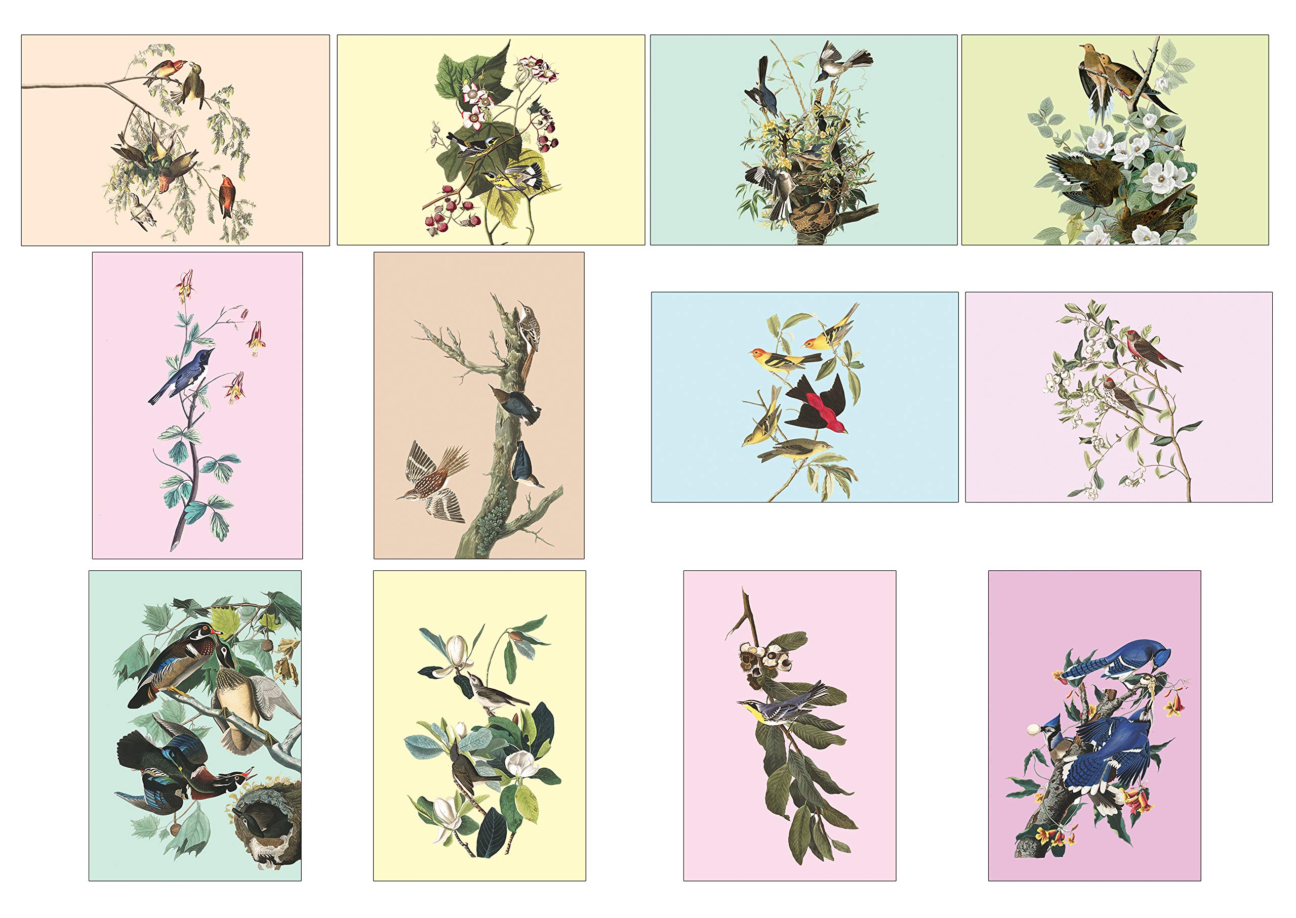 Creanoso Birds Postcards (12-Pack) - Stocking Stuffers Premium Quality Gift Ideas for Children, Teens, & Adults - Corporate Giveaways & Party Favors