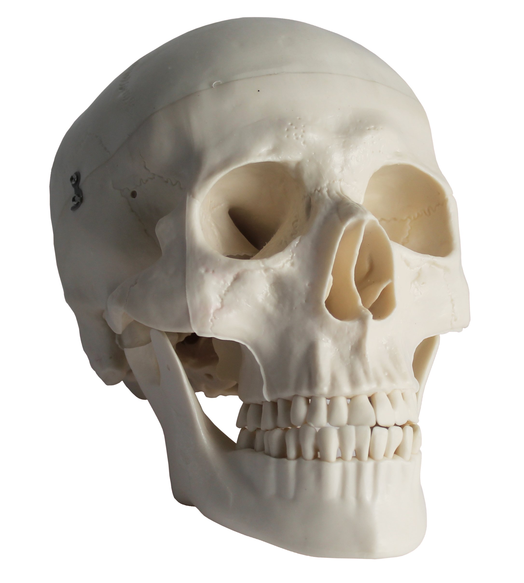PHYSIQUE 3-Part Anatomical Lifesize Human Skull Model with Removable Skull Cap and Articulated Mandible