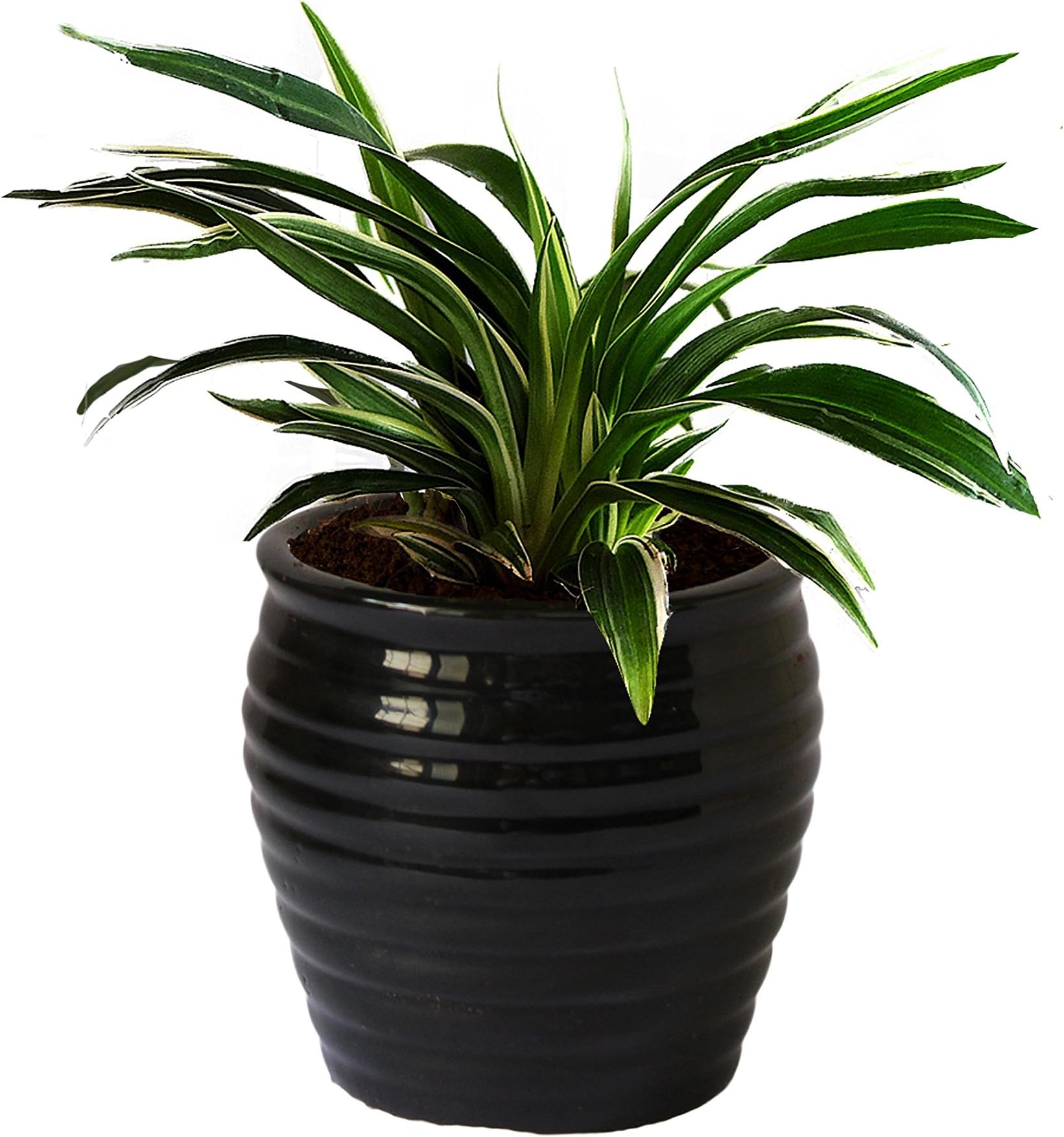 Rolling Nature Air Purifying Spider Plant in Black Ceramic Pot