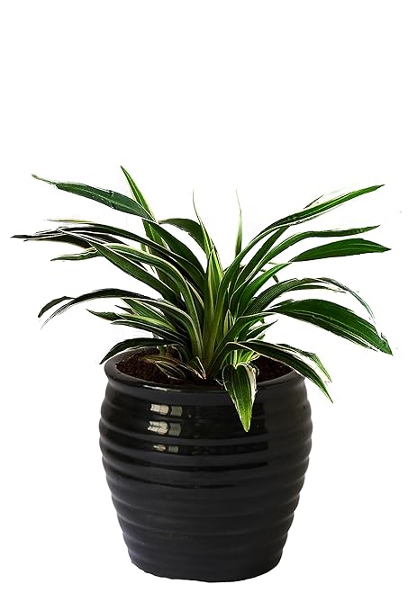 Rolling Nature Air Purifying Spider Plant in Black Ceramic Pot