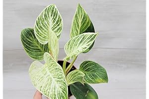 Philodendron Birkin aka White Veined Birkin Live Rare Exotic Tropical Indoor House Plants in 6 inch Nursery Plant Pot Housewarming Gift Decoration for Home and Office by 3exoticgreen (3" Pot)