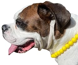Dog Necklace