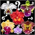 Orchid Insanity – “Mystery”/no-Name Cattleya Orchids – Huge Variety, Easy to Grow, Big Blooms, Many Fragrant (NOT in-Bud/Bloom When Shipped)