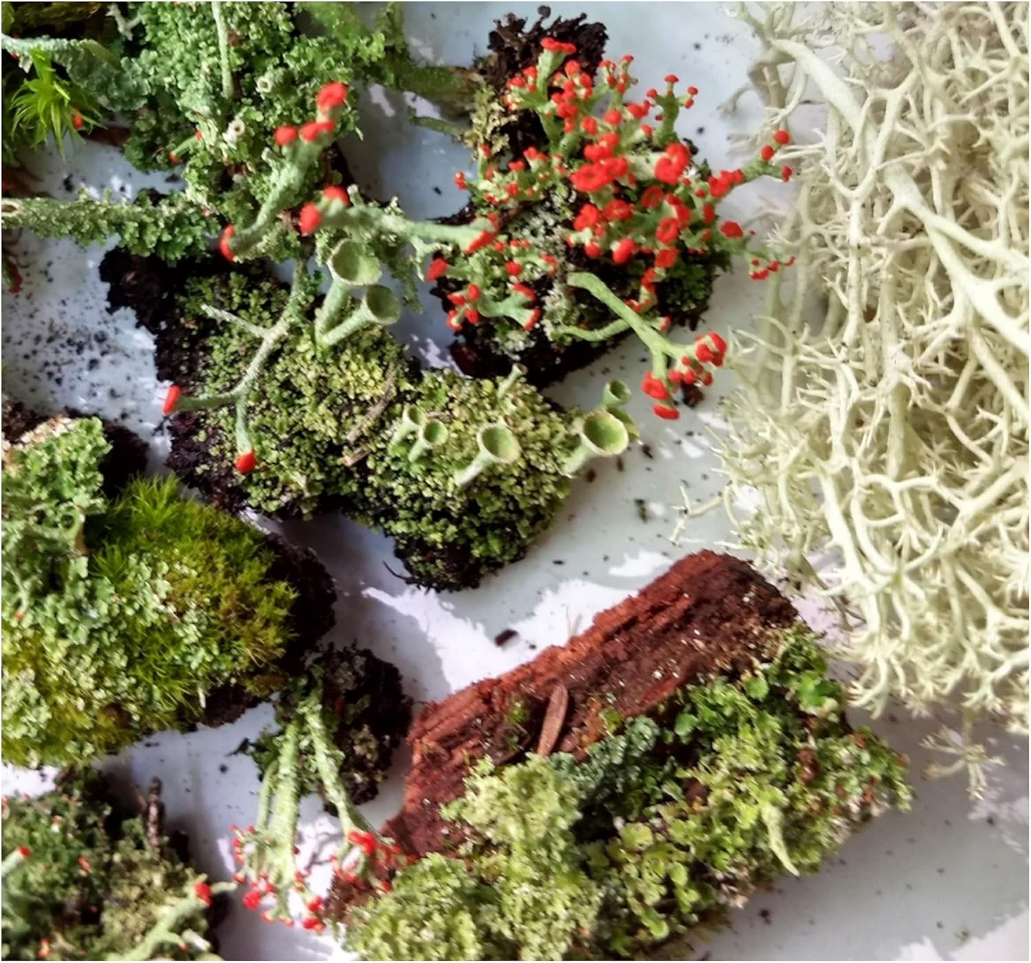 Tin Roof Treasure Super Fairy Garden Assortment Moss and Lichen for Terrarium, 6"x9" Bag: Garden & Outdoor