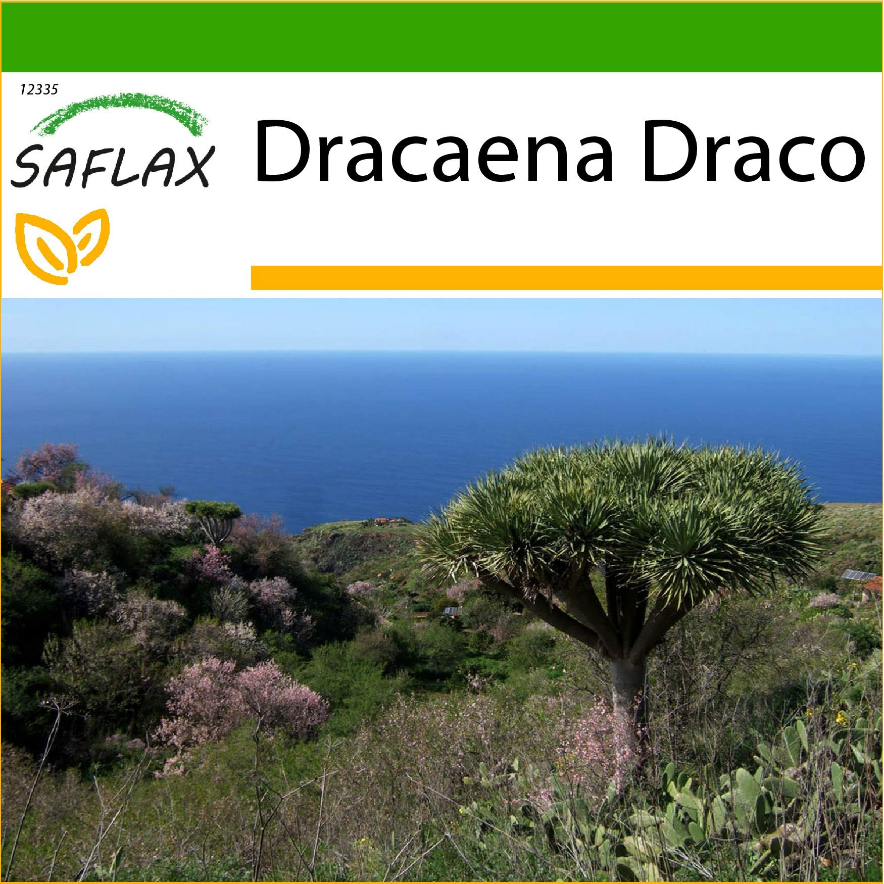 SAFLAXDragon Tree - 5 Seeds - with Soil - Dracaena Draco