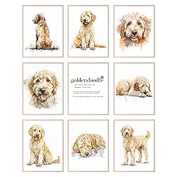 BigWig Prints Golden Doodle Wall Decor
