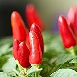 KVITER 50 Chili Pequin Seeds