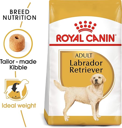 labrador retriever info