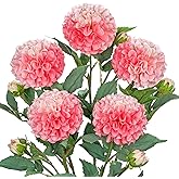 Hollyone 5PCS Dahlia Artificial Flowers 24.8" Pink Fake Ball Dahlias Silk Flowers Faux Roses Flower with Long Stems for DIY Wedding Bouquets Table Centerpieces Arrangements Bridal Party Home Decor