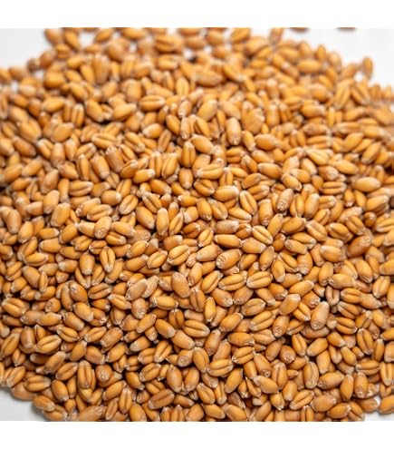 25 Lbs Non-GMO Winter Wheat Cover Crop Seeds - Deer Turkey Food Plot CZ Grain