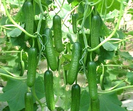 Creative Farmer Vegetable Seeds Blonde Cucumber -50 Seeds