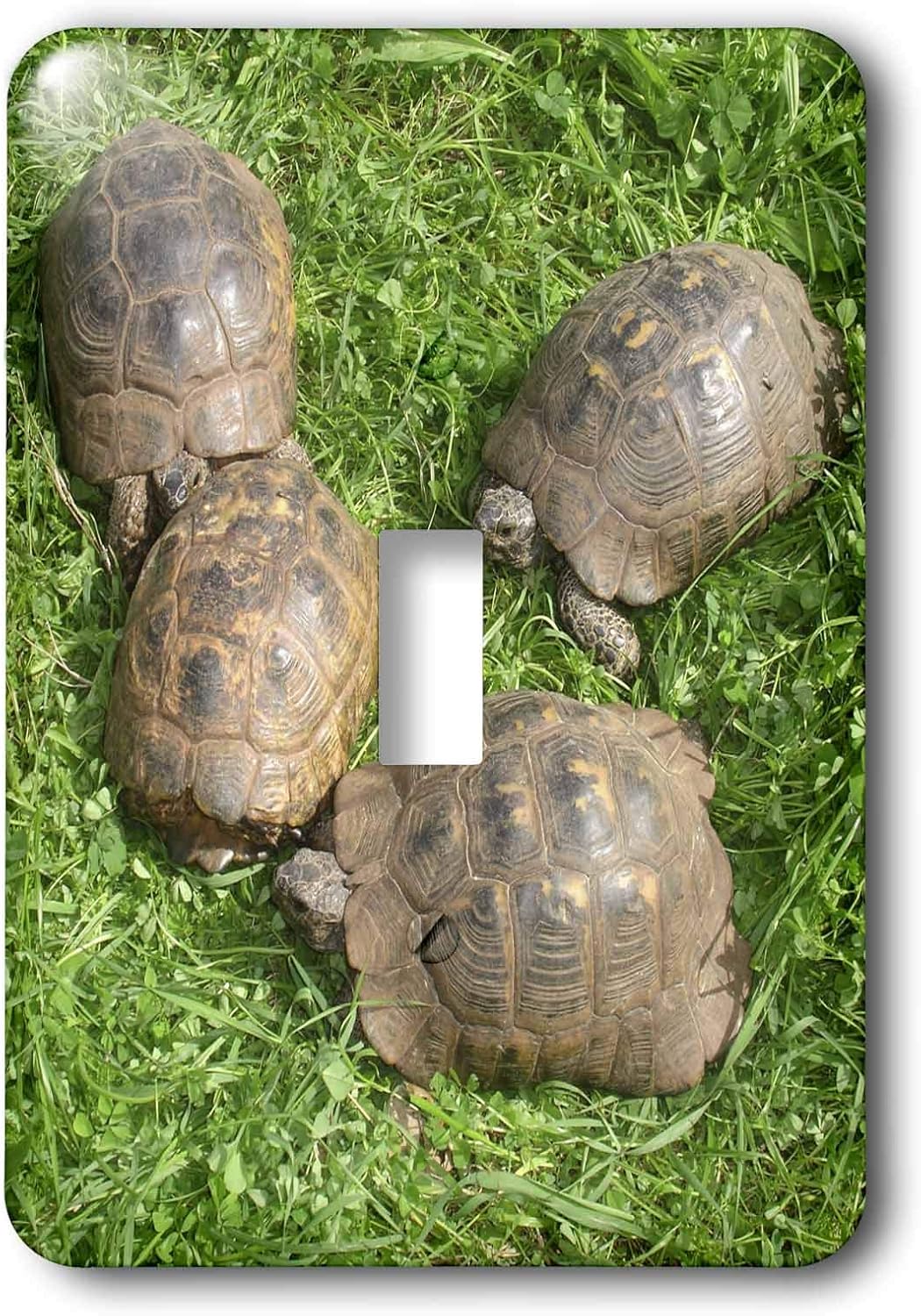 ibera tortoise