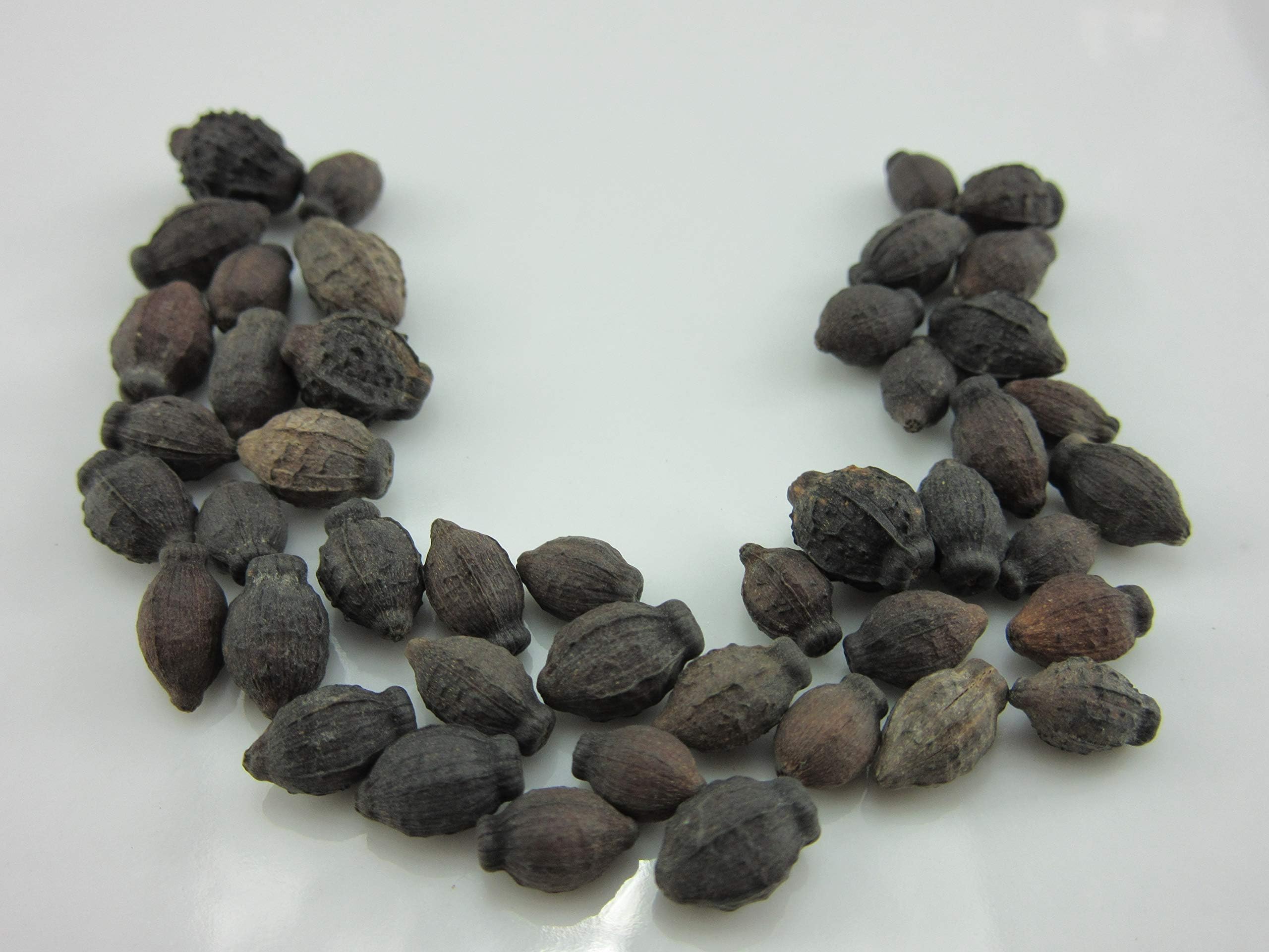 1095A-Four O'Clock 'Marbles Jalapa' Mix (Mirabilis Jalapa) Seeds by Robsrareandgiantseeds UPC0764425786856 Non-GMO,Folklore,USA-Grower,1095-A Package of 15 Seeds