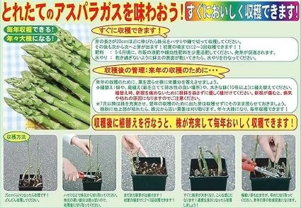 Amazon 緑アスパラガス 素掘り裸株 超特大メガジャンボ株 3l 1株 このアスパラガスの株は 土にこだわり の 農家さんが 完熟堆肥を10アールあたり10トン も施して生産した自信作です 初霜が降りる頃に畑から掘り上げとなります 毎年の気候により出荷開始が