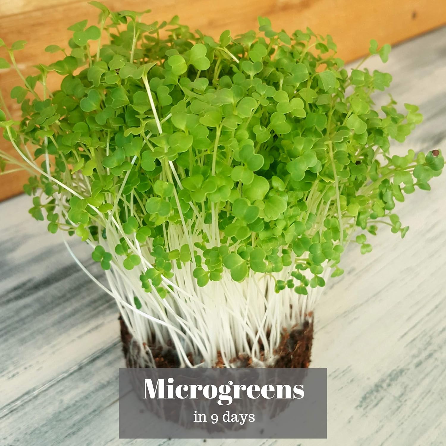 Verdant Republic Organic Broccoli Calabrese Sprouting Seeds 500g, Natural - Image 5