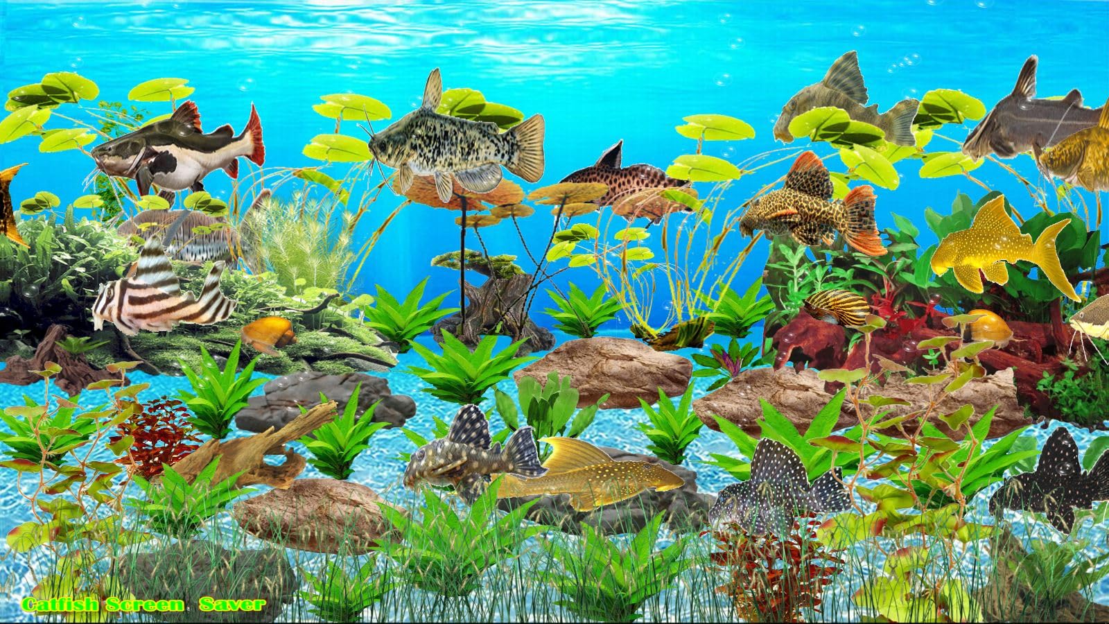 Poisson Chat Screensaver Téléchargement Amazonfr Logiciels