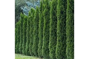KVITER 50 Thuja Tree Seeds (Arborvitae/Thuja Occidentalis), American Arborvitae Tree Seeds - Fast-Growing Landscaping Plants Seeds- Organic Evergreen Privacy Trees for Outdoor Garden & Yards