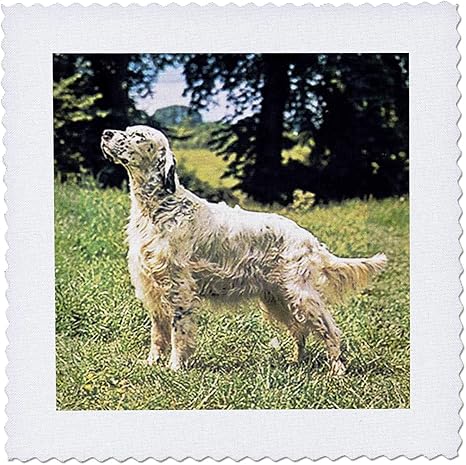 Amazon Co Jp 3drose Qs 3181 4 イングリッシュセッターキルトスクエア 12 X 12インチ Generic