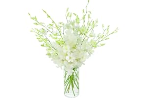 BLOOMS2DOOR KaBloom PRIME NEXT DAY DELIVERY - Fall Collection - Exotic Perla Orchid Bouquet of Fresh Orchid with Vase.Gift for Birthday, Get Well, Easter, Valentine, Mother’s Day Fresh Flowers