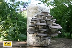 Root Mushroom Farm- Mushroom Liquid Cultures/Blue