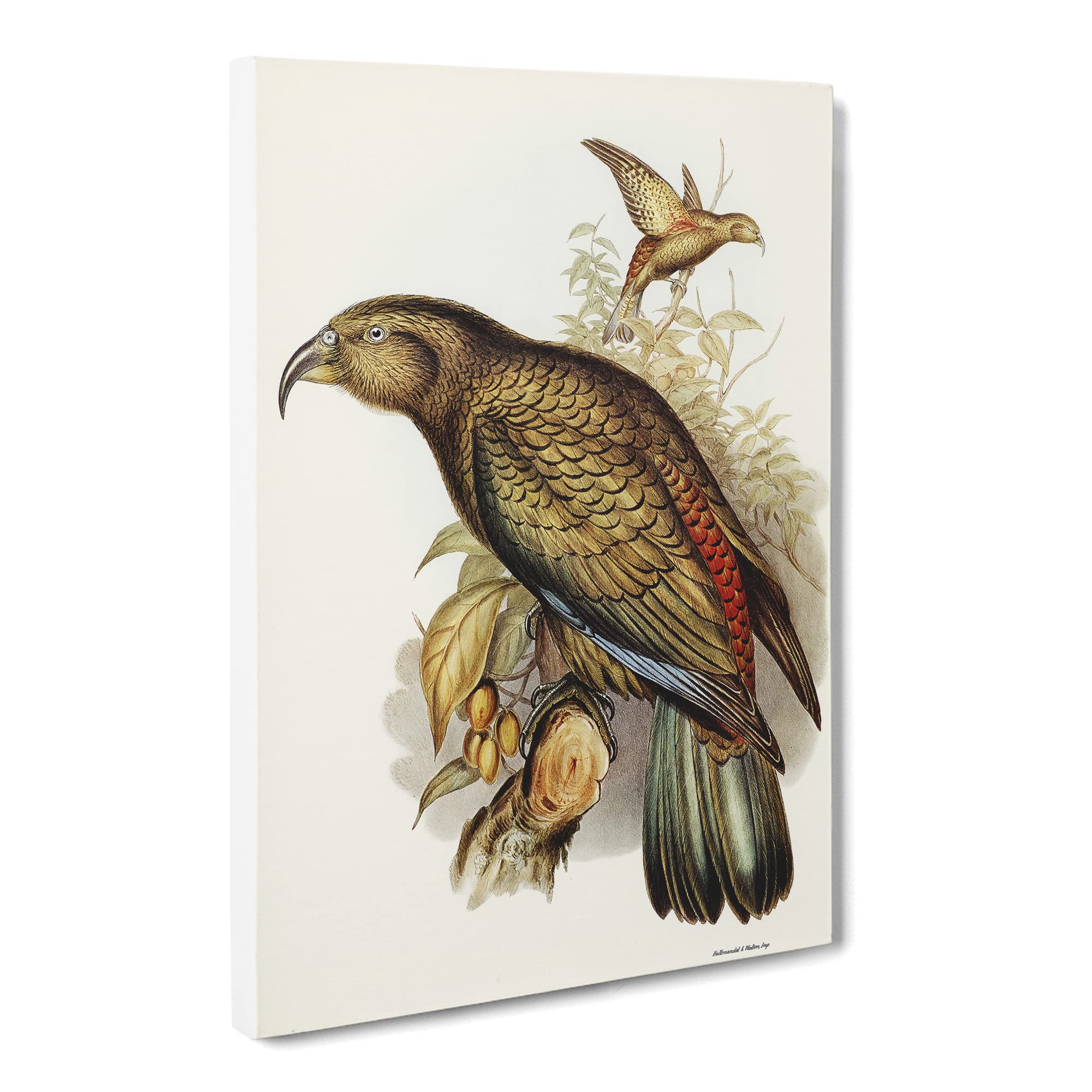 Kea Parrot By Elizabeth Gould Canvas Print | Gallery Wrapped 30mm Frame Wall Art | 20x14 inches | Ready to Hang | Retro Animals Picture | Living Room Bedroom Lounge Office