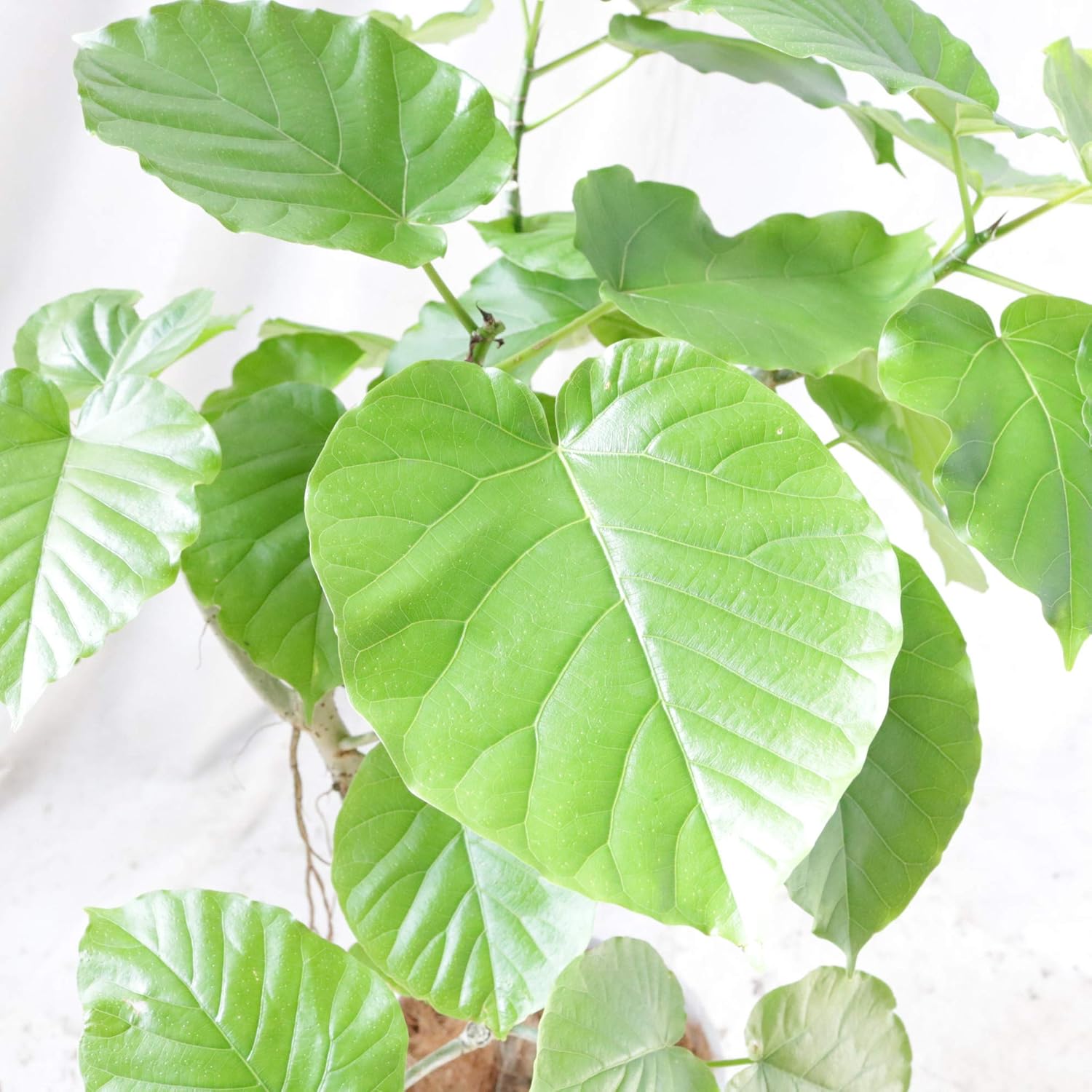 Amazon ウンベラータ 通常鉢 6号 高さ70 程度 観葉植物 室内向け 沖縄から直送 観葉植物 オンライン通販